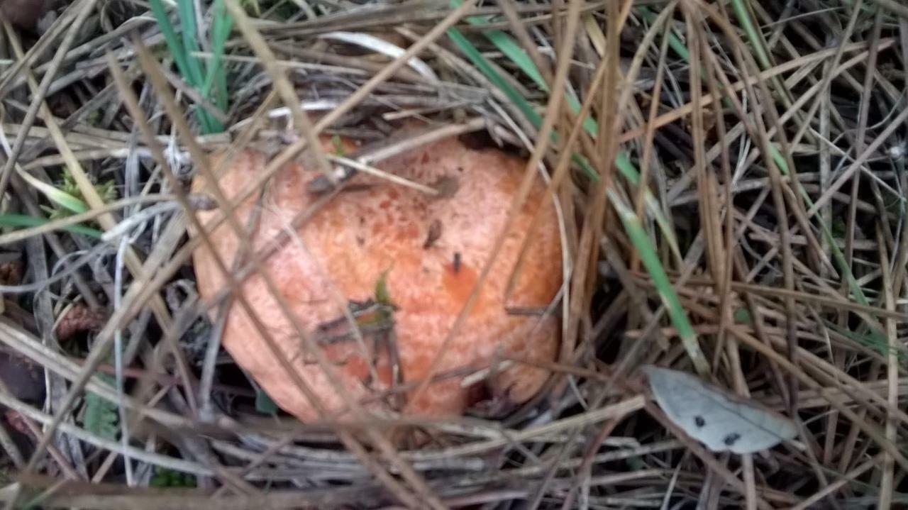 Affittacamere Casa Pinos Siles Esterno foto